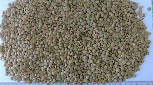 Green Lentils