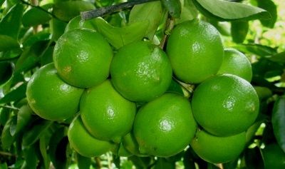 Natural Quality Fresh Seedless Lime/Lemon
