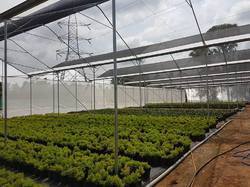 Ginegar Sunsaver Ss Clear (C-779) Greenhouse Covering Film