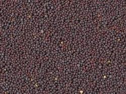 Subtle Flavor Black Mustard Seed