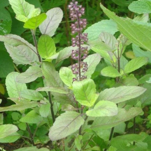 सूखी श्यामा (तुलसी) तुलसी के पत्ते और तना