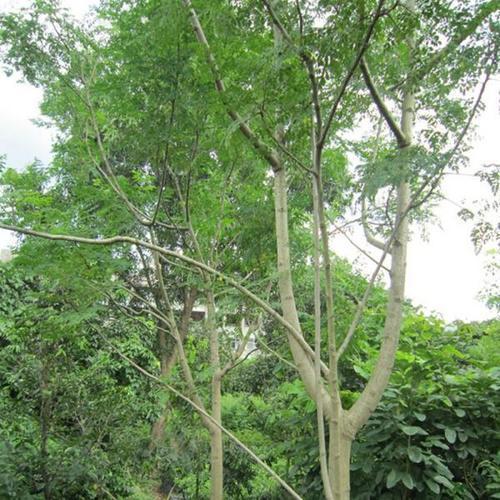 Forest Nursery Plant