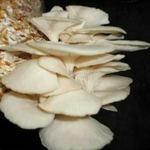 Garden Fresh Oyster Mushroom