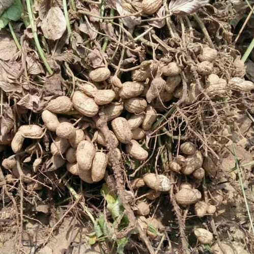 Pure And Fresh Groundnut