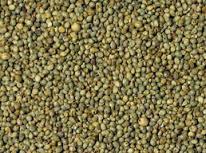 Green Millet Animal Feed