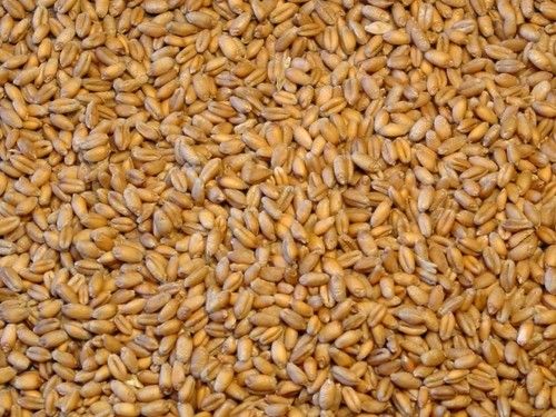 Quality Tested Wheat Seed