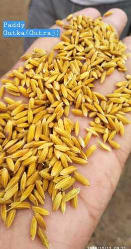 Premium Grade Rice Paddy