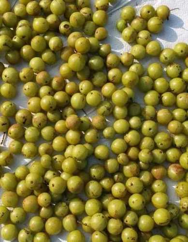 Fresh Amla (Indian Gooseberry)