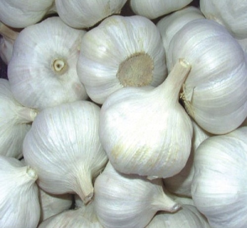 Common Cultivation Type Farm Fresh Garlic