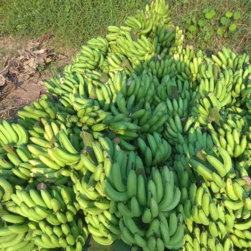 Farm Fresh Green Bananas