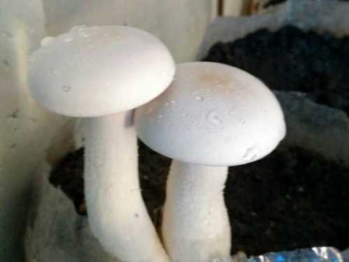 Pure Organic Milky Mushroom