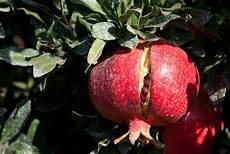 Farm Fresh Splitted Pomegranate