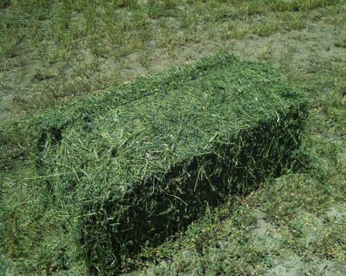Alfalfa Hay Variety And Bales