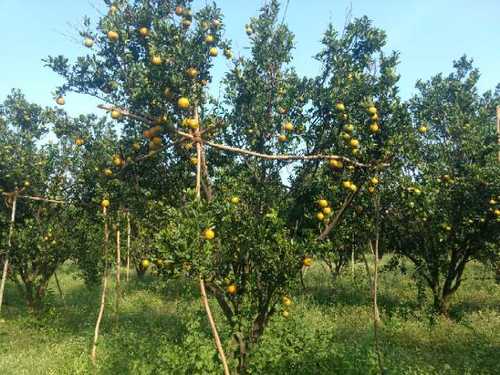 Residue Free Fresh Oranges