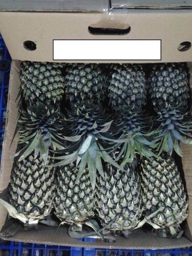 Special Taste Fresh Pineapple