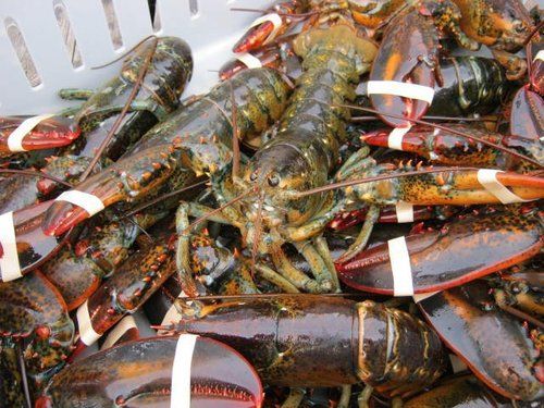 Live Lobsters / Frozen Lobster