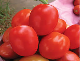 Best Fresh Organic Tomato