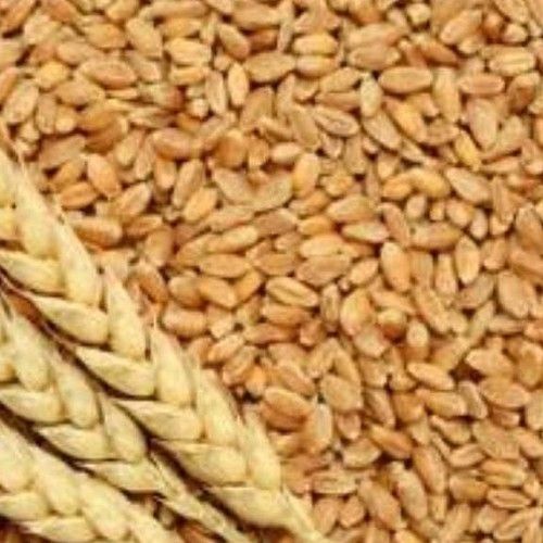 100% Indian Organic Wheat