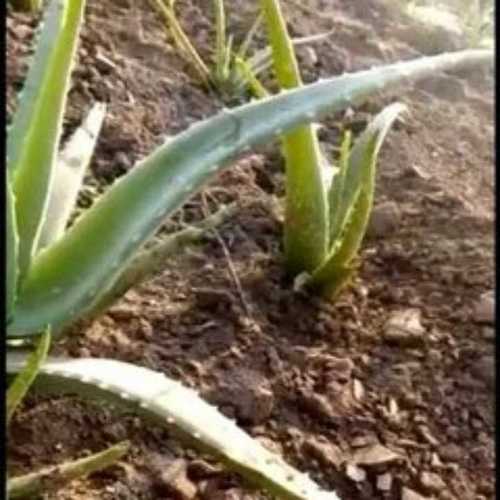 Organic Hybrid Aloe Vera Plant