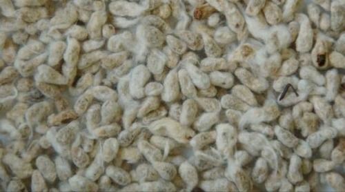 Cotton Seed For Animal Feed