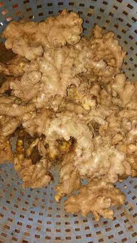 Fresh, Clean Ginger - Naturally Sourced, Supports Digestion and Reduces Nausea, Versatile for Culinary and Health Uses