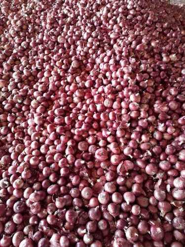 Fresh And Hygienic Red Onions