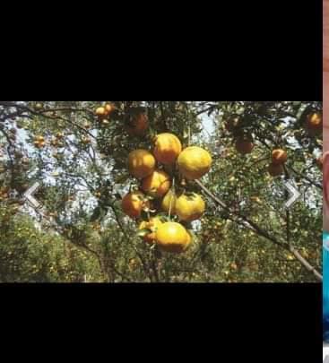 Fresh and Healthy Orange Fruit - Superior Quality, Juicy Flavor, Unmatchable Taste