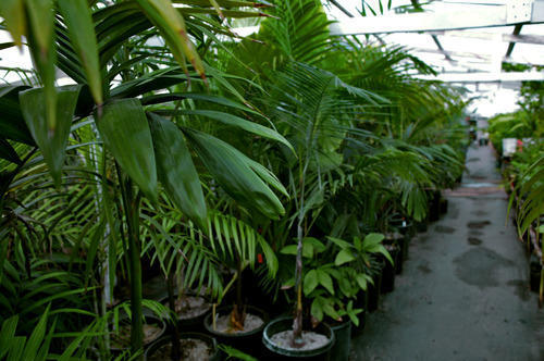 Indoor and Outdoor Plants Care