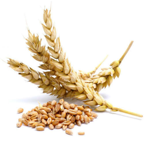 Fresh Agro Wheat Grain