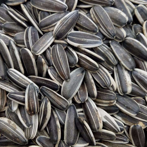 Sunflower seeds in South Africa, Sunflower seeds Manufacturers ...