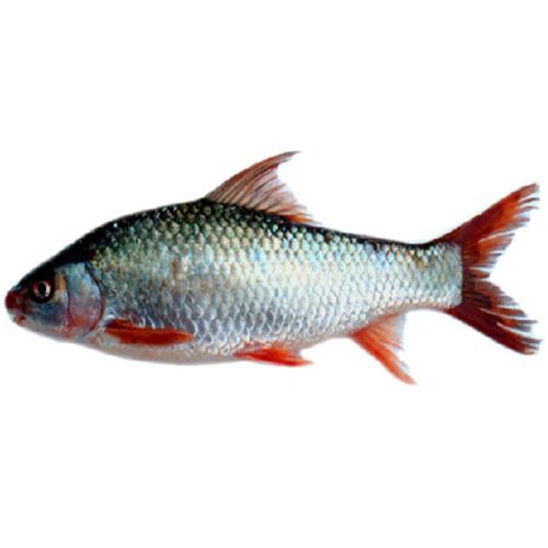 Fresh Water Mirugal Fish