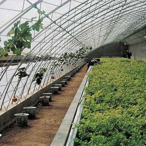 Smooth Surface Uv Greenhouse Sheets