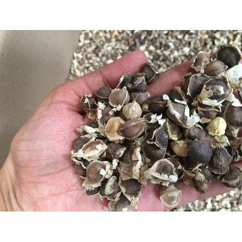 Dried Natural Moringa Seeds