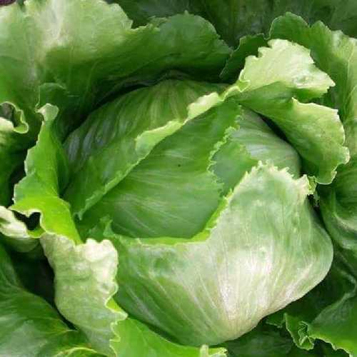 Fresh Organic Green Cabbage