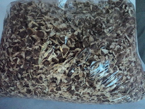 Moringa Plantation Seeds PKM 1