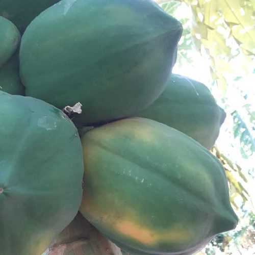 Pure Organic Taiwan Papaya