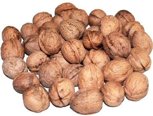 Various Types Of Walnut