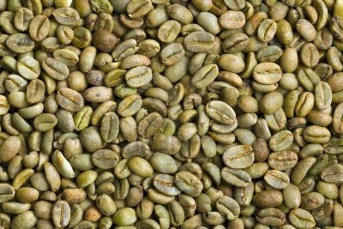 Various Organic Grade A Arabica Raw Green Coffee Beans