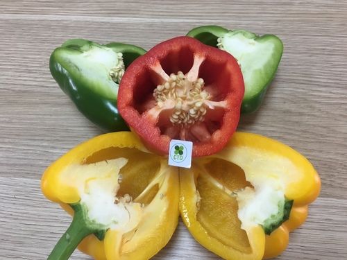 Fresh Bell Pepper/ Capsicum