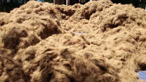 Raw Brown Coconut Coir Fiber