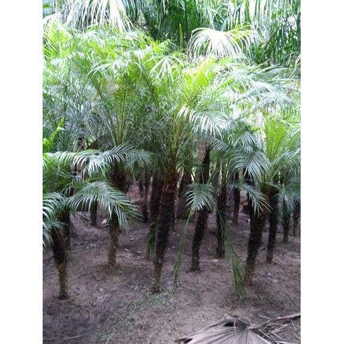 Phoenix Roebelenii Palm Trees