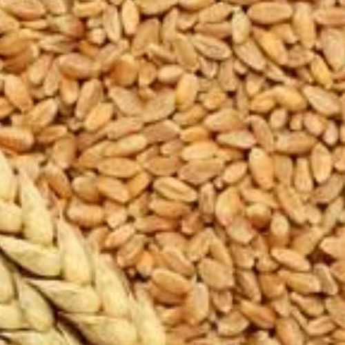 100% Indian Organic Wheat