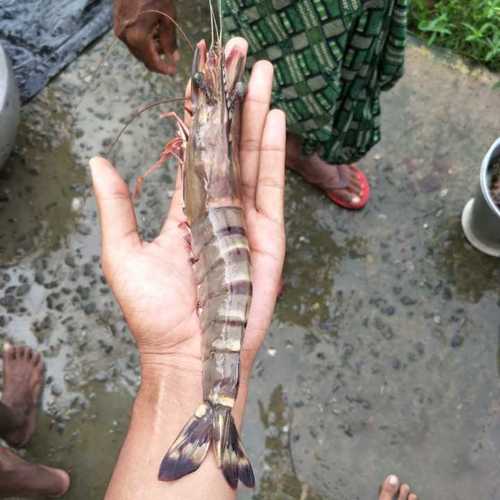 Natural Fresh Prawn Seafood