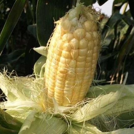 Processed And Raw Yellow Sweet Corn