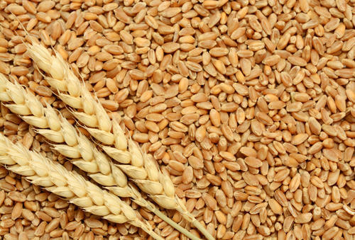 Dried Brown Wheat Grain