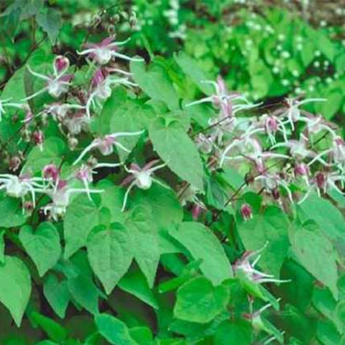 Epimedium Extract