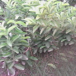 2-4 Feet Barafkhana Guava Plant