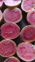 A Grade Taiwan Pink Guava