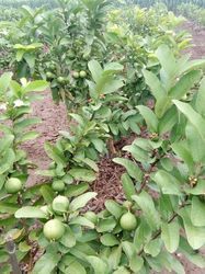 Guava G Vilas Plant