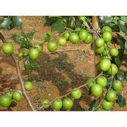 Guava Thigh 7 Plant